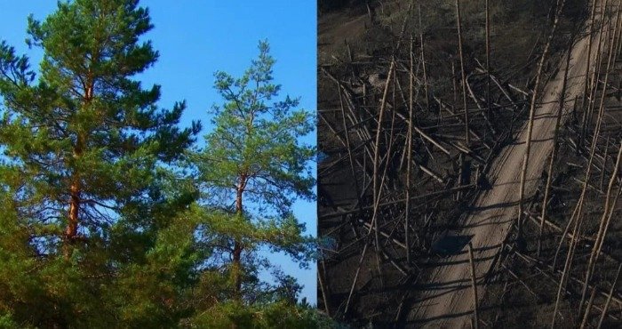 росіяни перетворили Серебрянський ліс на Луганщині у пекло на землі (Фото. Видео)